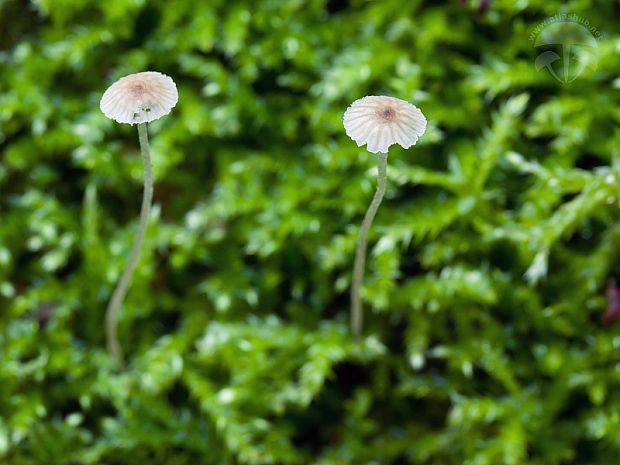 prilbička tenkohlúbiková Phloeomana speirea (Fr.) Redhead