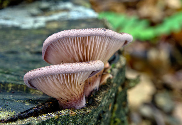 hliva lievikovitá Pleurotus cornucopiae (Paulet) Rolland