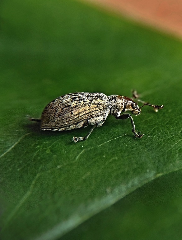 listopas Polydrusus cervinus Linnaeus, 1758