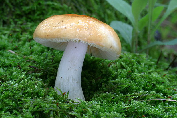 plávka Russula sp.