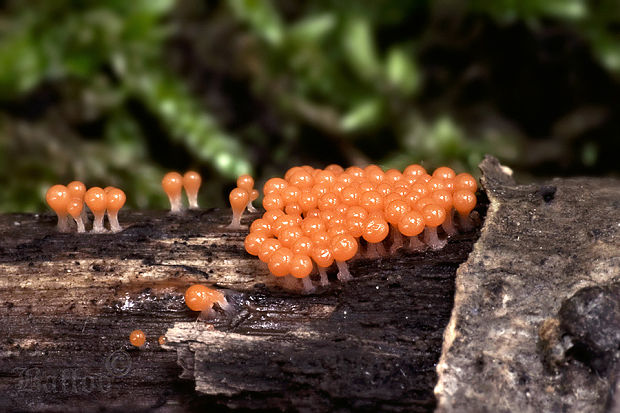 vlasnačka Trichia decipiens var. decipiens (Pers.) T. Macbr.