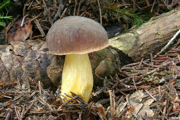 suchohríbnik zamatový Xerocomellus pruinatus (Fr. & Hök) Šutara