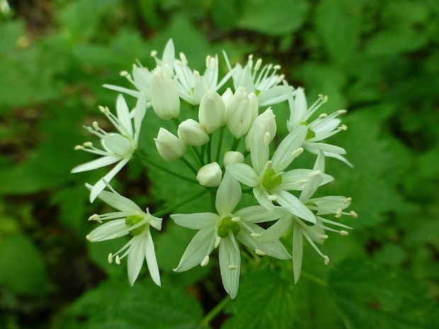 cesnak medvedí Allium ursinum L.