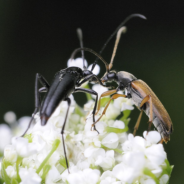 fuzáči Alosterna tabacicolor, Stenurella nigra