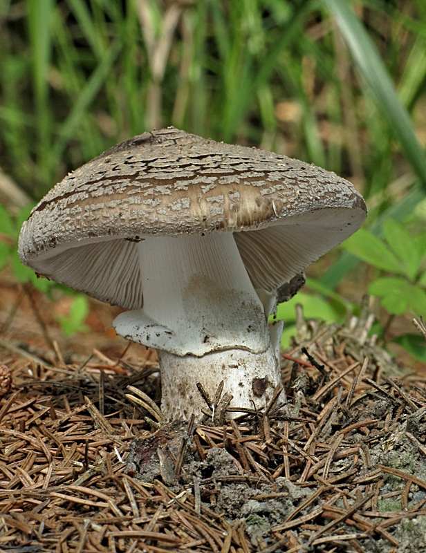 muchotrávka hrubá-muchomůrka šedivka Amanita excelsa (Fr.) Bertill.