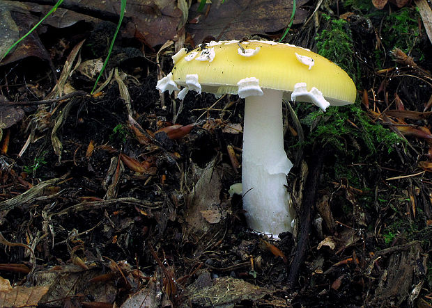 muchotrávka slamovožltá Amanita gemmata (Fr.) Bertill.