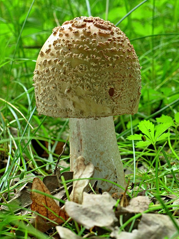 muchotrávka červenkastá-muchomůrka růžovka Amanita rubescens Pers.