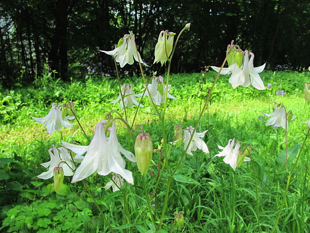 orlíček obyčajný Aquilegia vulgaris L.