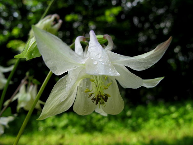 orlíček obyčajný Aquilegia vulgaris L.