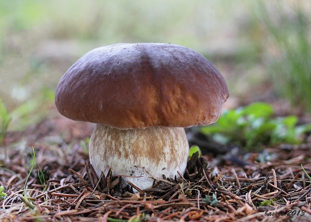 hríb smrekový Boletus edulis Bull.