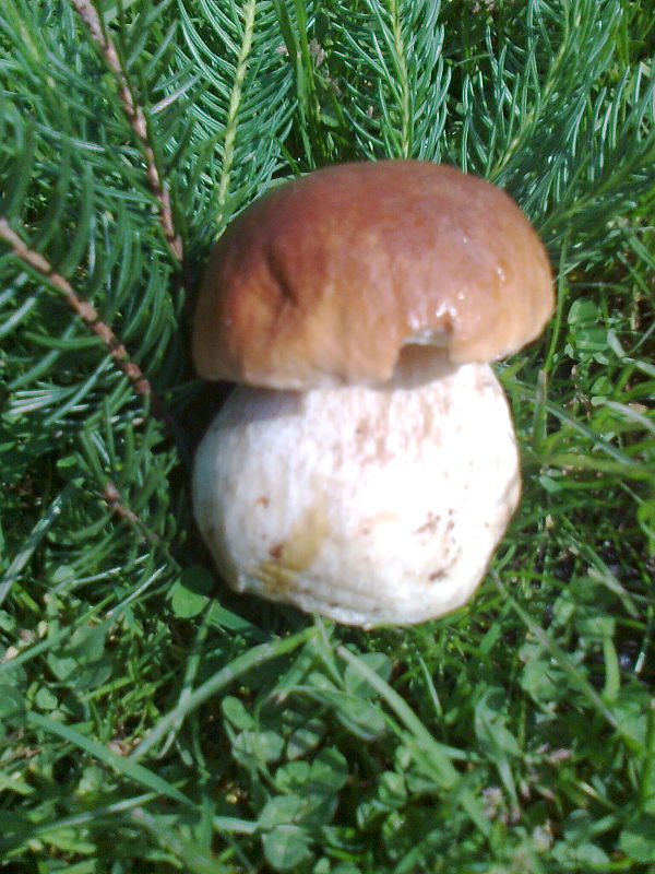 hríb smrekový Boletus edulis Bull.