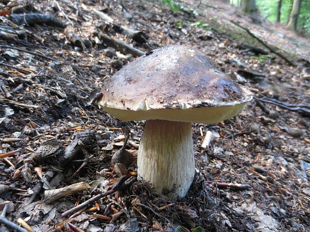 hríb smrekový Boletus edulis Bull.