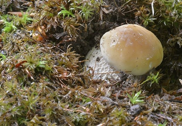 hríb smrekový Boletus edulis Bull.