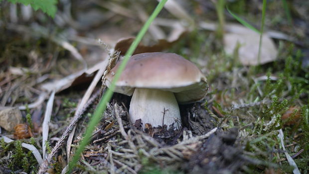 hríb smrekový Boletus edulis Bull.