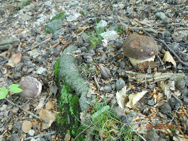 hríb sosnový Boletus pinophilus Pil. et Dermek in Pil.