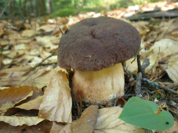 hríb sosnový Boletus pinophilus Pil. et Dermek in Pil.