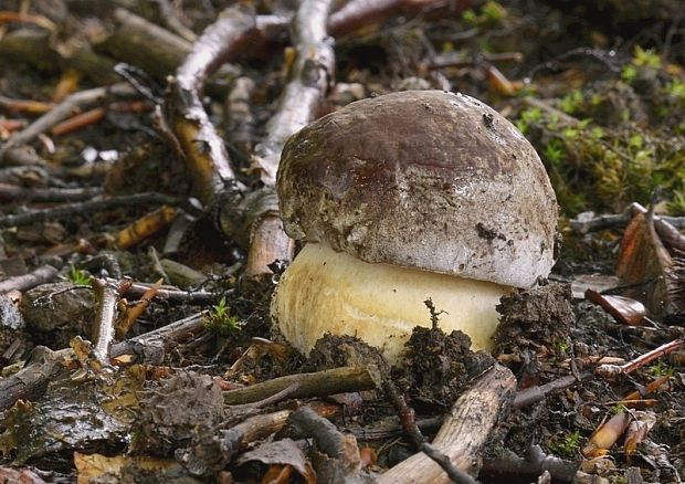 hríb sosnový Boletus pinophilus Pil. et Dermek in Pil.