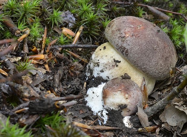 hríb sosnový Boletus pinophilus Pil. et Dermek in Pil.