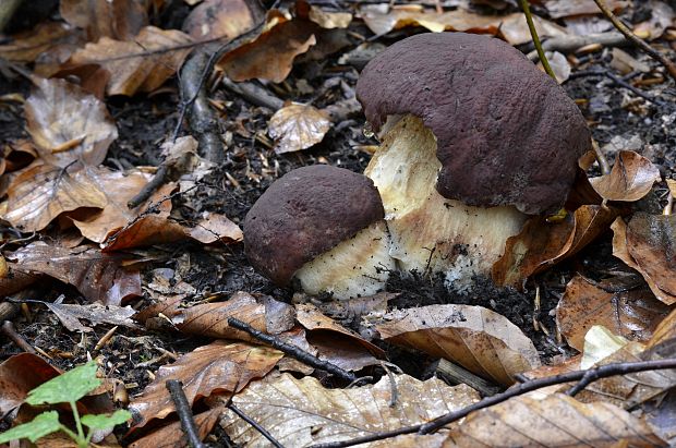 hríb sosnový Boletus pinophilus Pil. et Dermek in Pil.