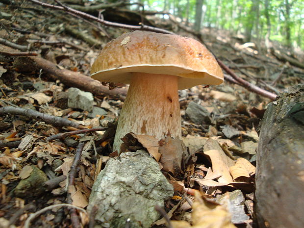 hríb smrekový Boletus reticulatus Schaeff.