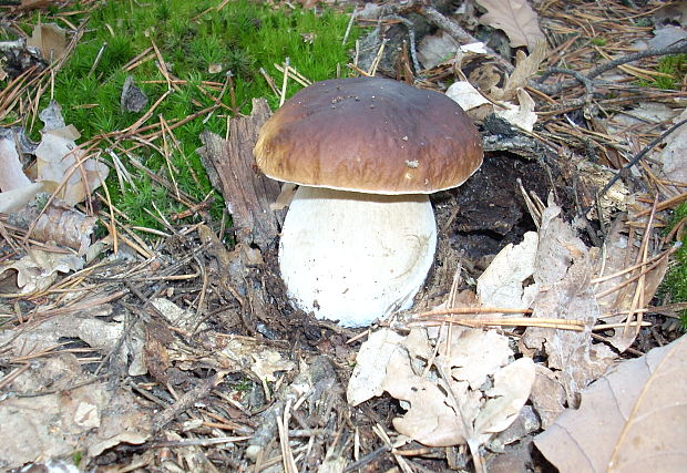 hríb dubový Boletus reticulatus Schaeff.