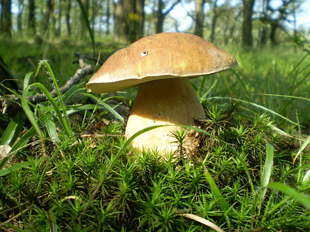 hríb dubový Boletus reticulatus Schaeff.