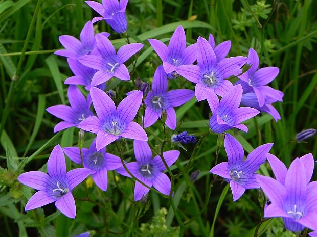 zvonček konáristý Campanula patula L.