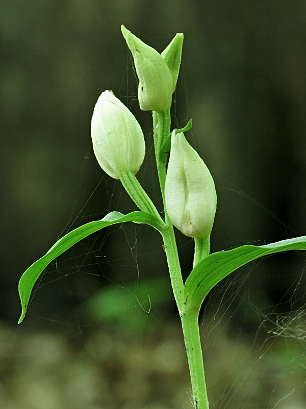 prilbovka biela-okrotice bílá Cephalanthera damasonium (Mill.) Druce