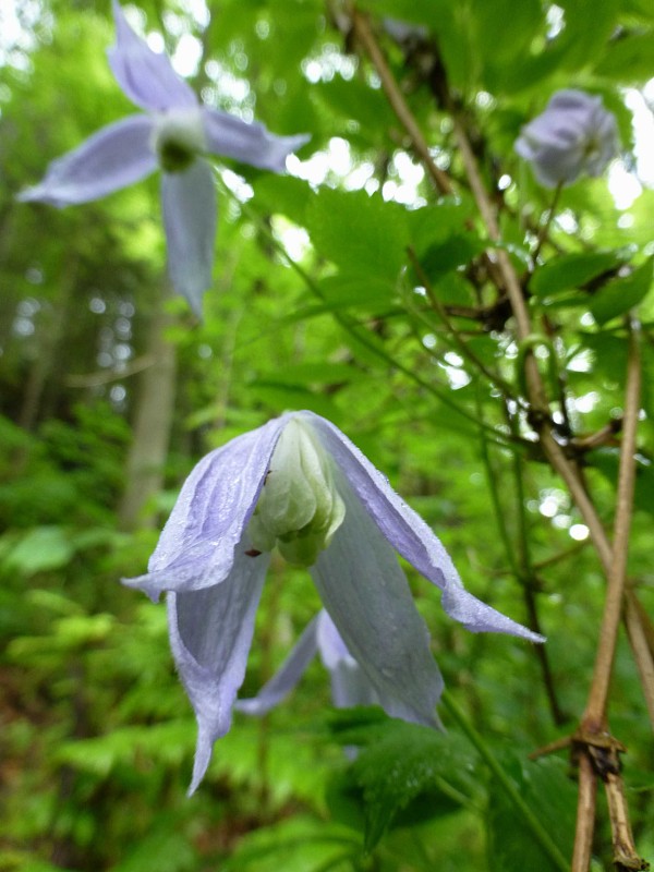 plamienok alpínsky Clematis alpina (L.) Mill.