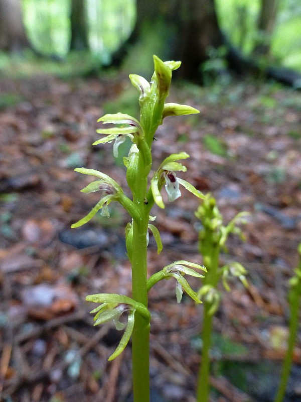 koralica lesná Corallorhiza trifida Châtel.