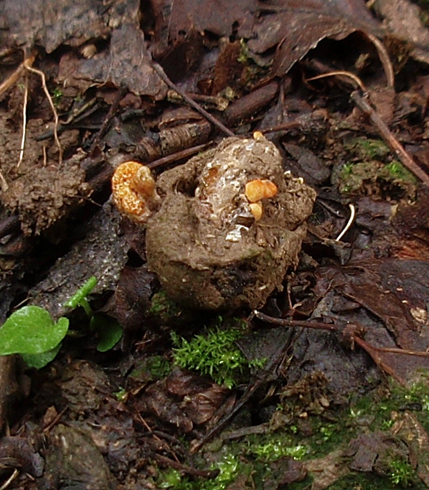 žezlovka hmyzová Cordyceps militaris (Fr.) Link