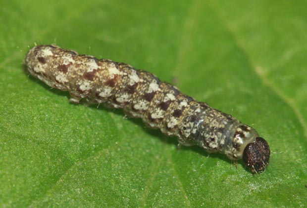 lišajníkovka lipová Cryphia algae