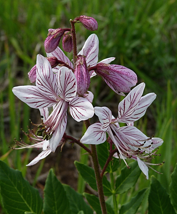 jasenec biely Dictamnus albus L.