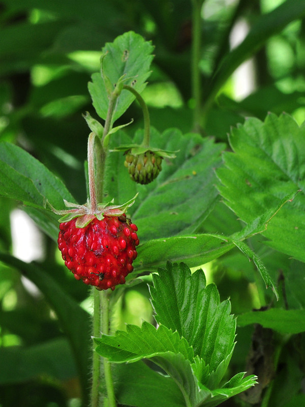 jahoda obyčajná Fragaria vesca L.