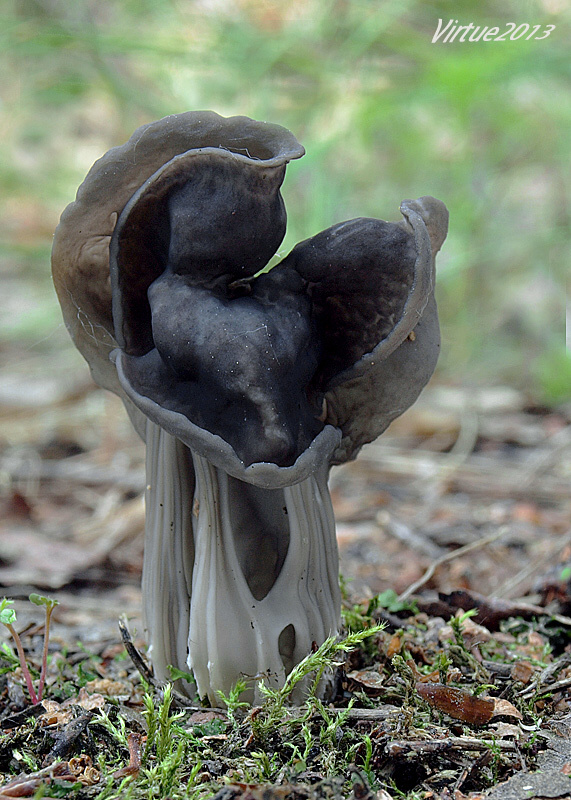 chriapač jamkatý Helvella lacunosa Afzel.