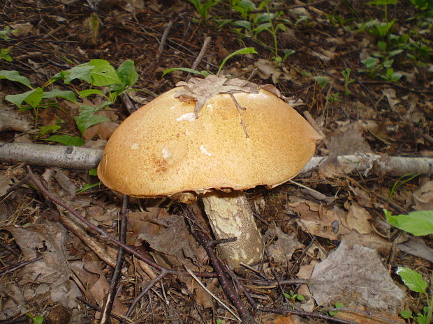 kozák osikový Leccinum albostipitatum den Bakker & Noordel.