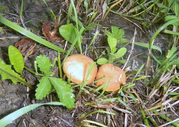 tanečnica? Marasmius sp.