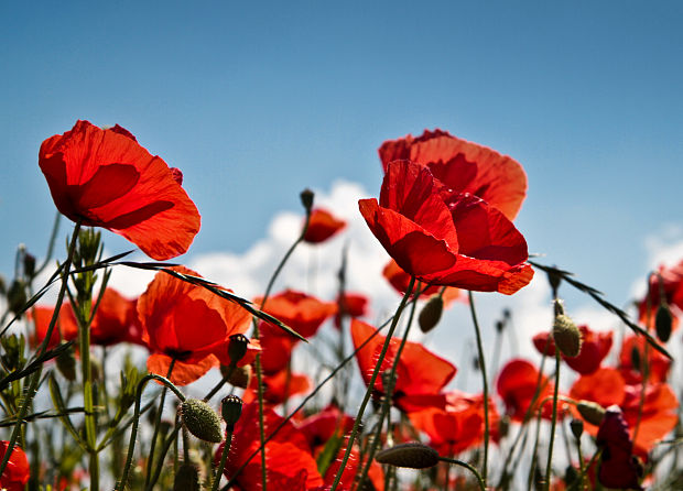 mak vlčí Papaver rhoeas L.