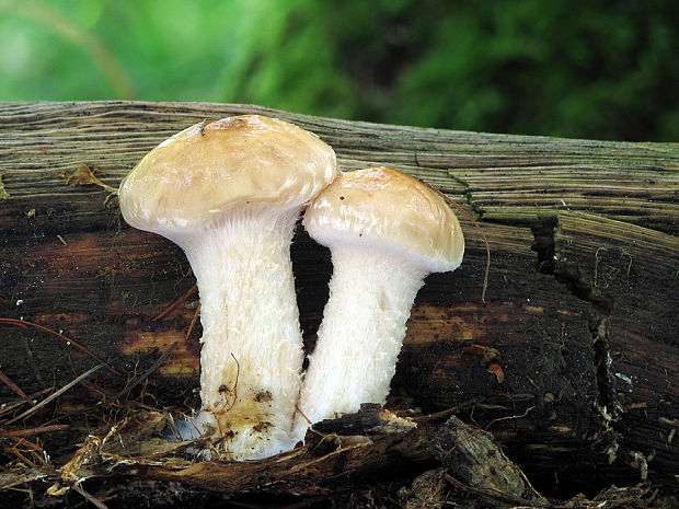 šupinovka hlinovookrová Pholiota lenta (Pers.) Singer