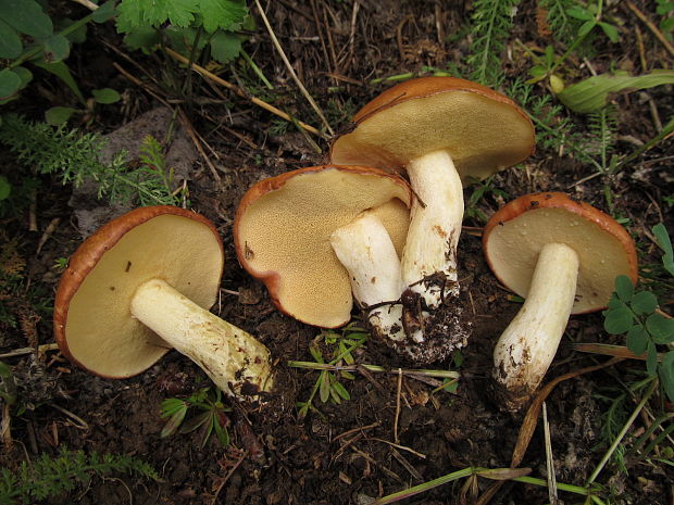 masliak zrnitý Suillus granulatus (L.) Roussel