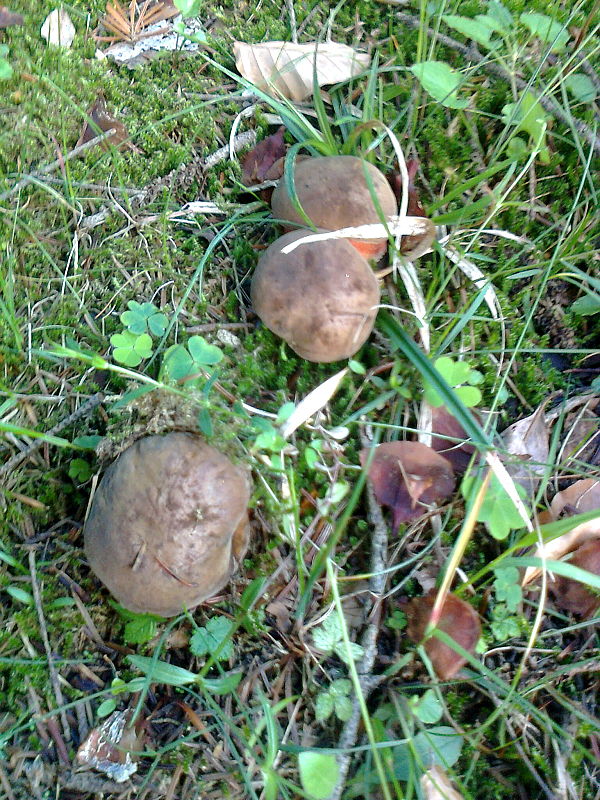 hríb zrnitohlúbikový Sutorius luridiformis (Rostk.) G. Wu & Zhu L. Yang