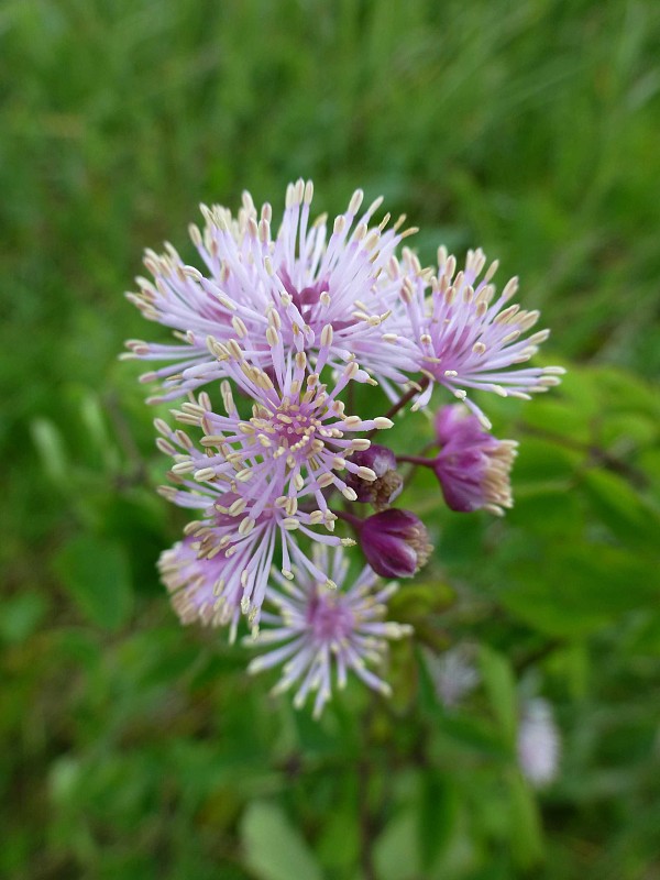 žltuška orlíčkolistá Thalictrum aquilegiifolium L.