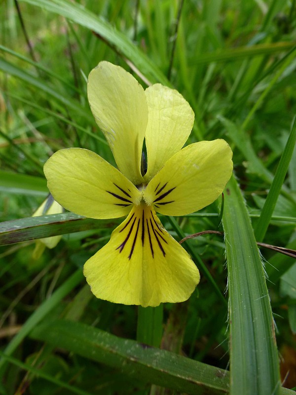 fialka Viola sp.