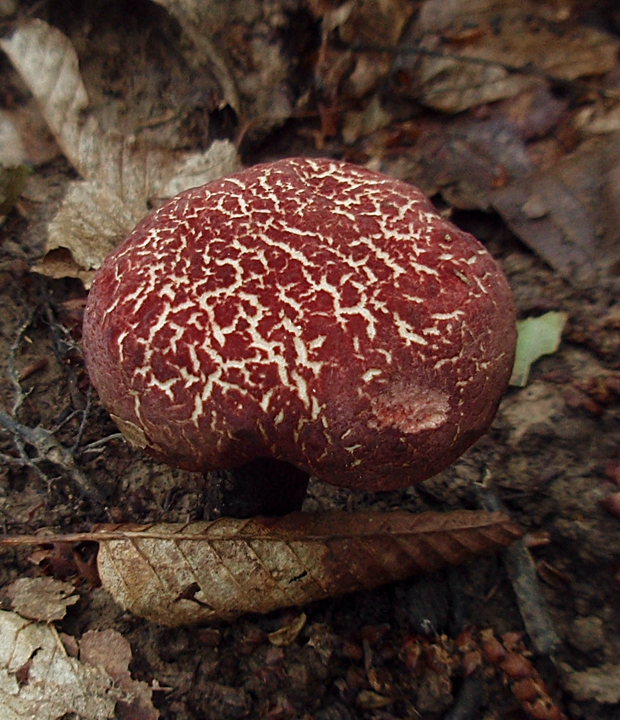 suchohríb Xerocomus sp.