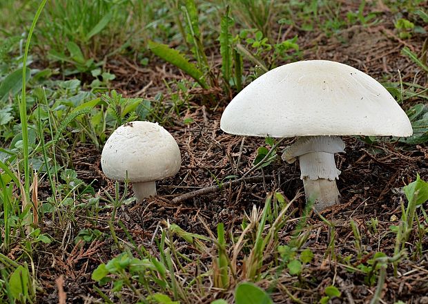 pečiarka snehobiela Agaricus chionodermus Pilát