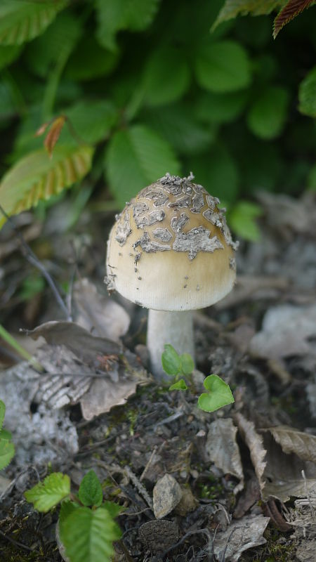 muchotrávka chrastavá Amanita ceciliae (Berk. & Broome) Bas