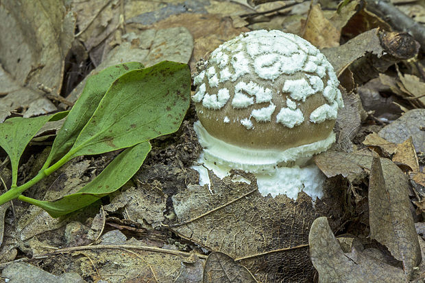 muchotrávka tigrovaná Amanita pantherina (DC.) Krombh.