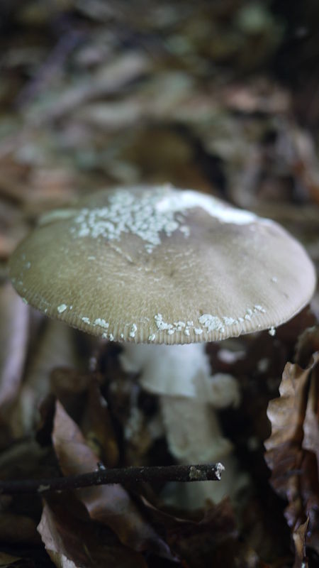 muchotrávka tigrovaná Amanita pantherina (DC.) Krombh.