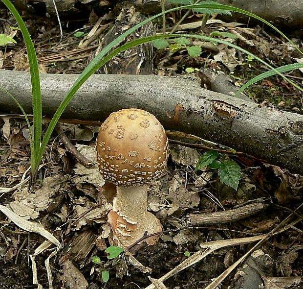 muchotrávka červenkastá Amanita rubescens Pers.