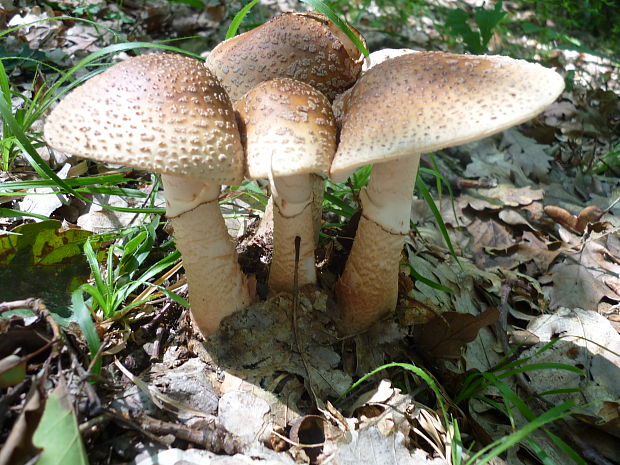 muchotrávka červenkastá Amanita rubescens Pers.